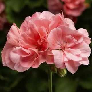 Geranium, Calliope Large Salmon