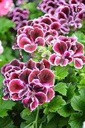 Geranium, Martha's Elegance Imperial