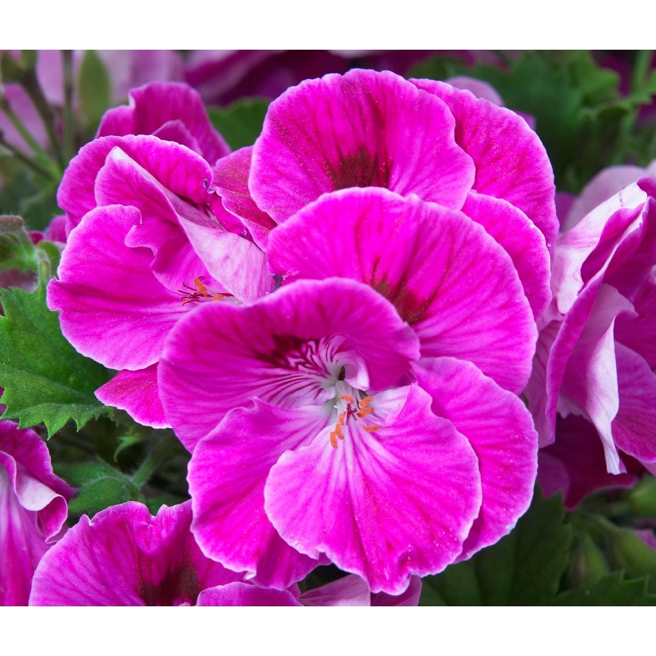 Geranium, Martha's Elegance Lilac Sachet