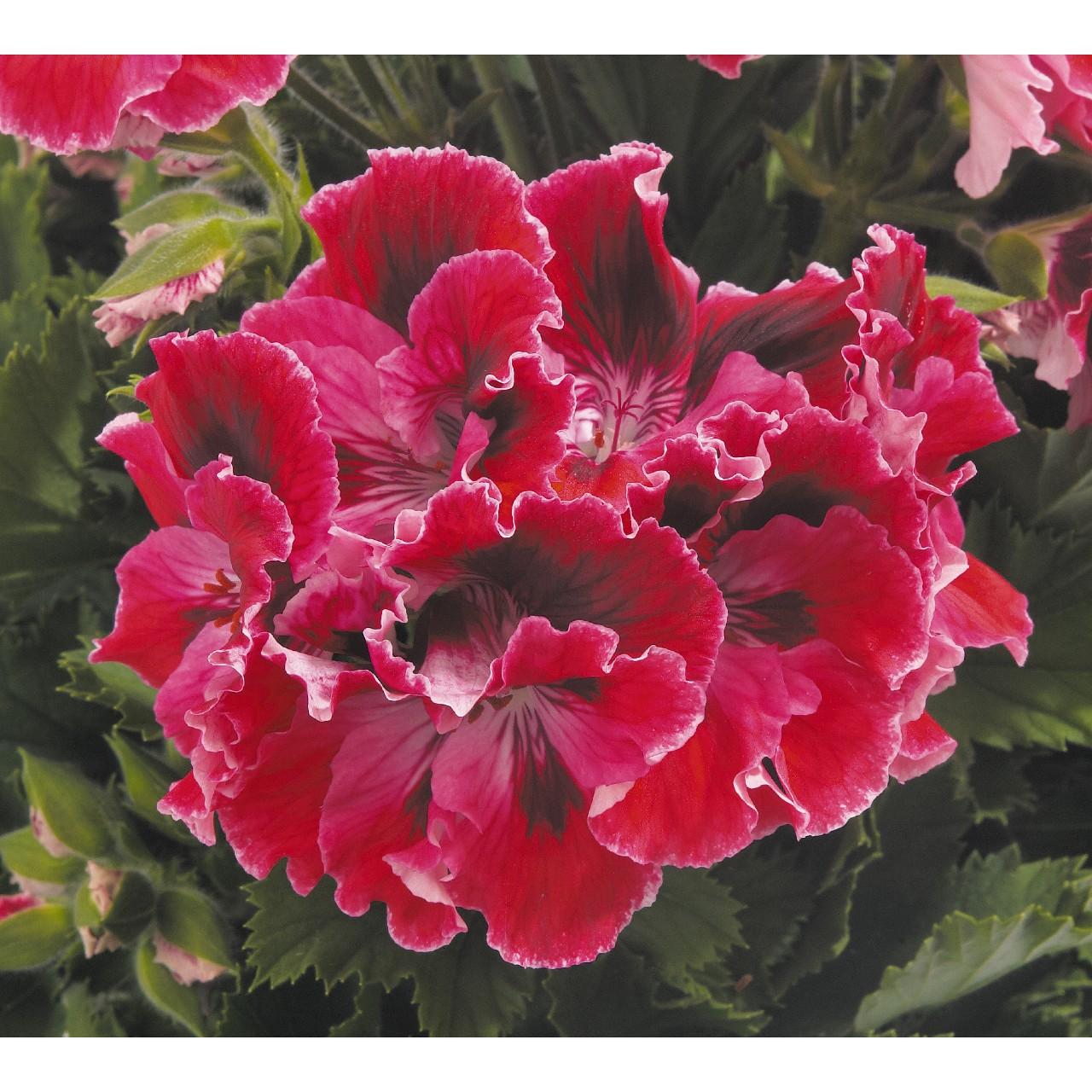 Geranium, Martha's Elegance Red Velvet