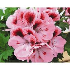 Geranium, Martha's Elegance Rose Bicolor