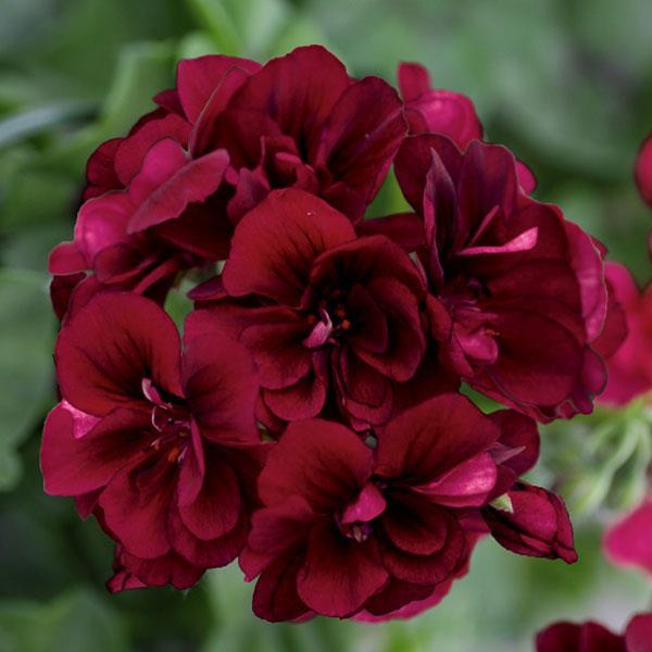 Geranium, Pelt Royal (Ivy) Dark Burgundy