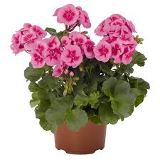 Geranium, Sarita Lilac Splash