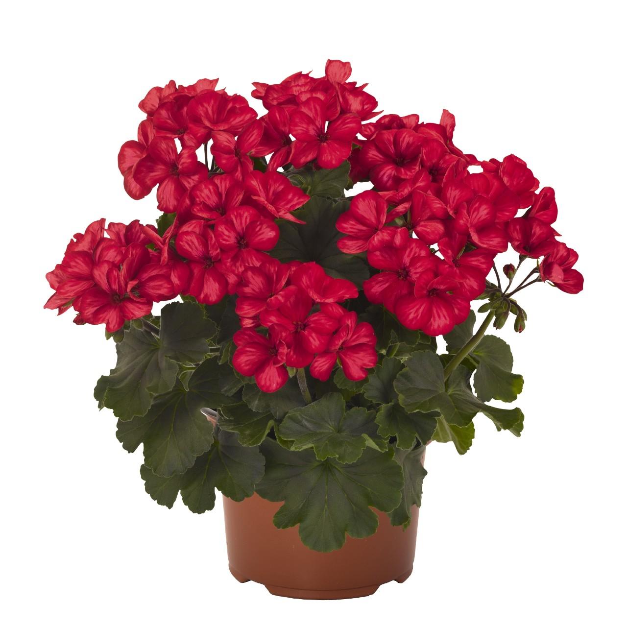 Geranium, Sarita Sunstar Red