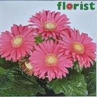 Gerber Daisy, Flori Line Maxi Hot Pink