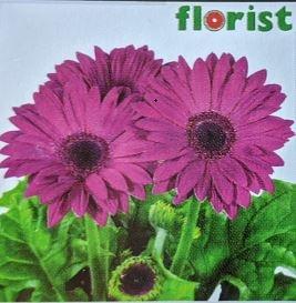 Gerber Daisy, Flori Line Midi Lilac Black Center