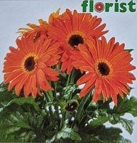 Gerber Daisy, Flori Line Maxi Orange W/ Black Eye