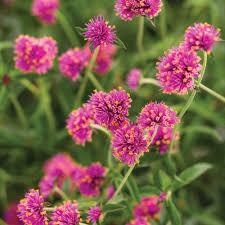 Gomphrena, Truffula Pink