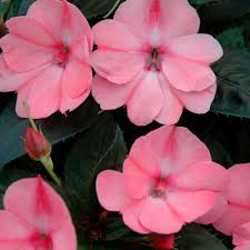 Impatiens, Sunpatiens Compact Blush Pink