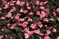 Impatiens, Sunpatiens Compact Coral Pink