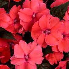 Impatiens, Sunpatiens Compact Deep Rose