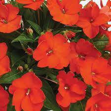 Impatiens, Sunpatiens Compact Electric Orange