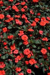 Impatiens, Sunpatiens Compact Hot Coral