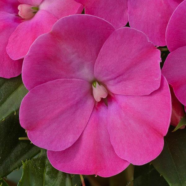 Impatiens, Sunpatiens Compact Lilac