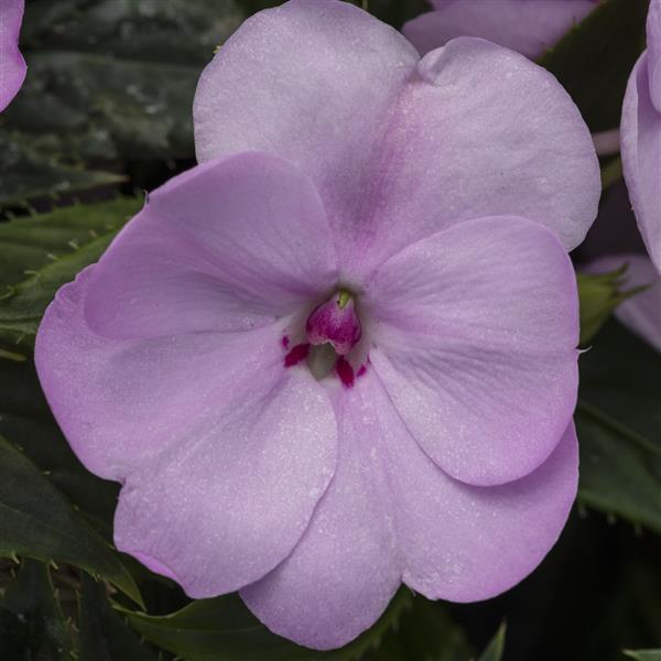 Impatiens, Sunpatiens Compact Orchid Blush