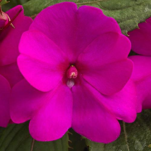 Impatiens, Sunpatiens Compact Purple 