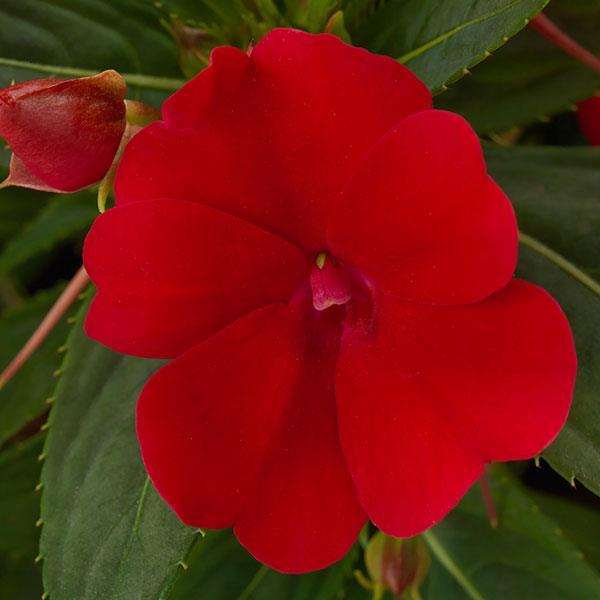 Impatiens, Sunpatiens Compact Red