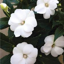 Impatiens, Sunpatiens Compact White Imp