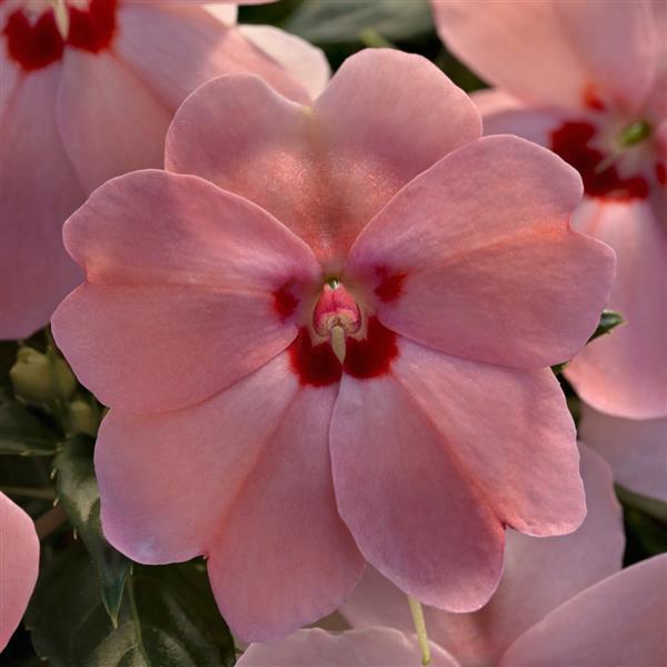 Impatiens, Sunpatiens Vigorous Pink Kiss