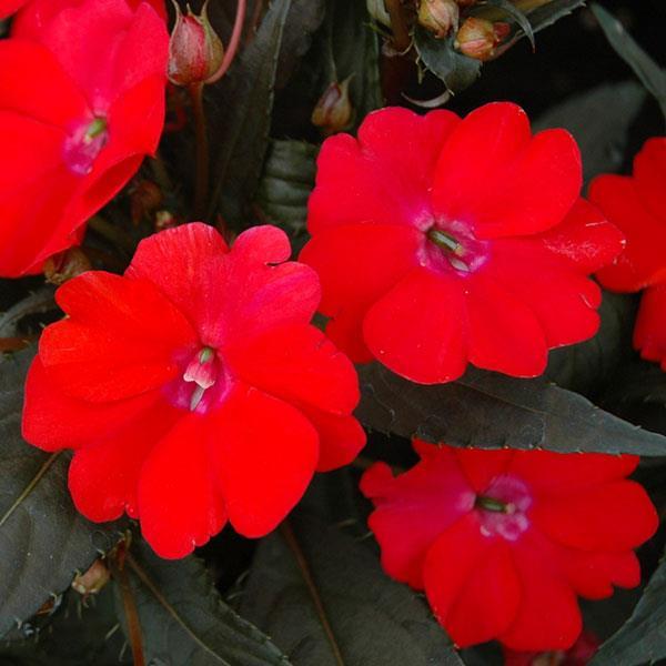 Impatiens, Sunpatiens Vigorous Red