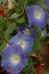 Vines, Morning Glory Heavenly Blue