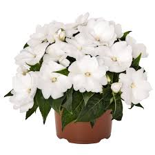 Impatiens, New Guinea Magnum Clear White