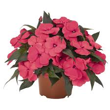 Impatiens, New Guinea Magnum Hot Pink