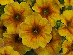 Petunia, Petchoa Supercal Caremel Yellow