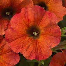 Petunia, Petchoa Supercal Cinnamon