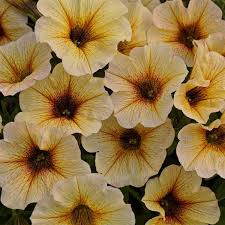 Petunia, Petchoa Supercal French Vanilla