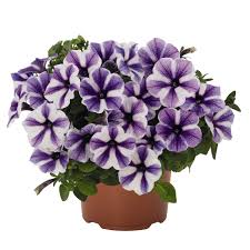 Petunia, Potunia Starfish