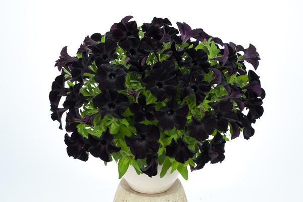 Petunia, Ray Black