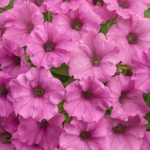 Petunia, Mini Vista Hot Pink