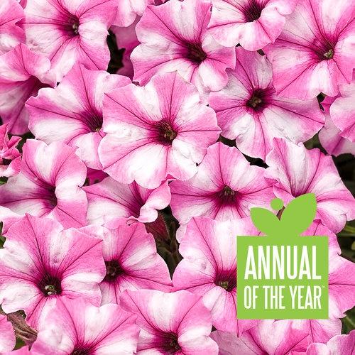 Petunia, Mini Vista Pink Star