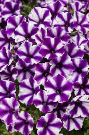 Petunia, Mini Vista Violet Star