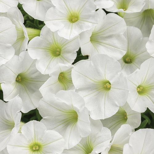 Petunia, Mini Vista White