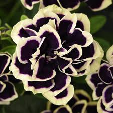 Petunia, Midnight Gold