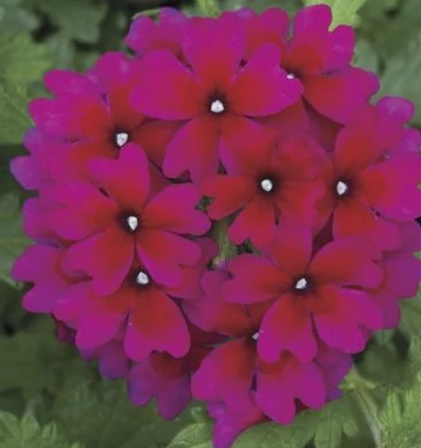 Verbena, Lanai Magenta 