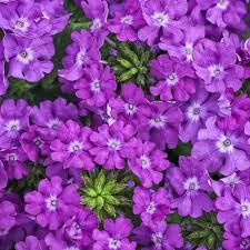 Verbena, Superbena Violet Ice