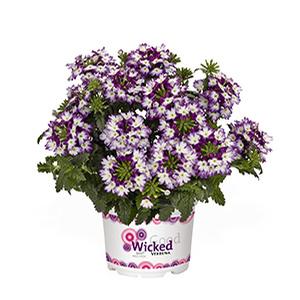 Verbena, Wicked Cool Purple