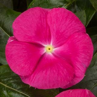 Vinca, Cora Cascade Bright Rose