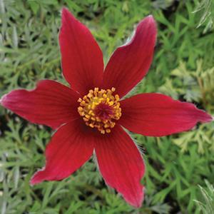 Anemone, Vulgaris Rubra