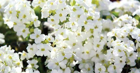 Arabis, Catwalk White