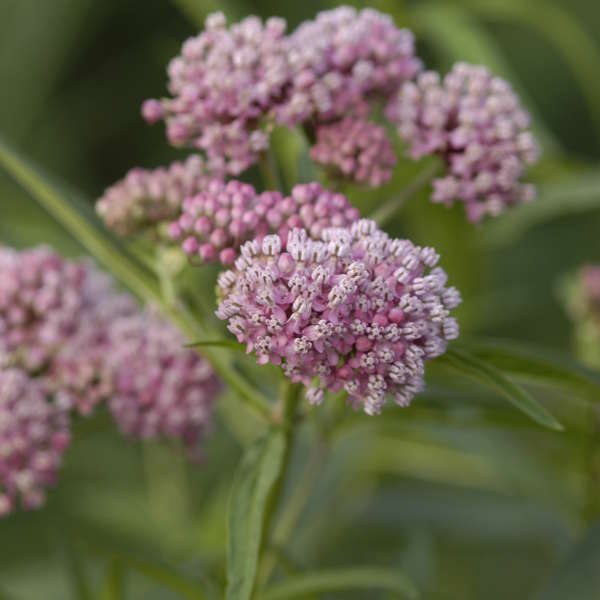 Asclepias (Butterfly Weed), Cinderella