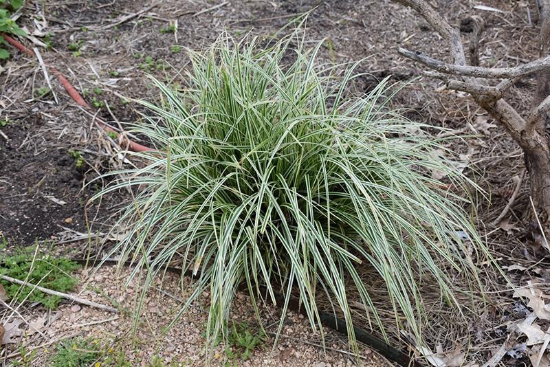 Carex, Feather Falls