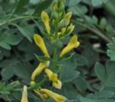 Corydalis, Canary Feathers