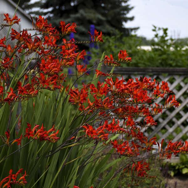 Crocosmia, Lucifer