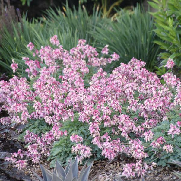 Dicentra (Bleeding Heart), Pink Diamonds