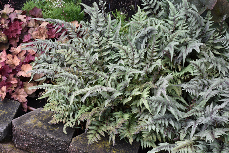 Ferns, Japanese Painted