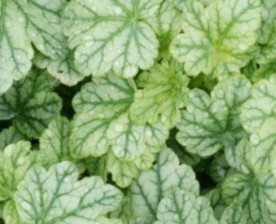 Heuchera (Coral Bells), Berry Timeless